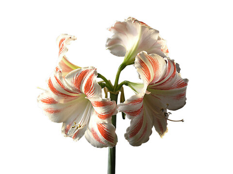 a white orchid with red stripes Isolated on transparent background&nbsp;