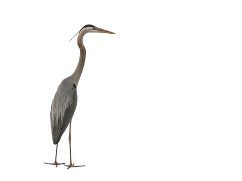 great blue heron Isolated on transparent background&nbsp;