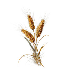 Obraz premium PNG Vintage wheat illustration on textured background