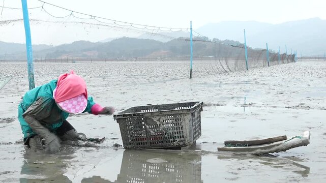 Korean Mudflat Peolbae Razor Clam Shellfish Clam Harvesting Fisherman Korea 한국 갯벌 뻘배 맛조개 조개 조개잡이 어민 어부 채취 수산물 해양생태 노동
