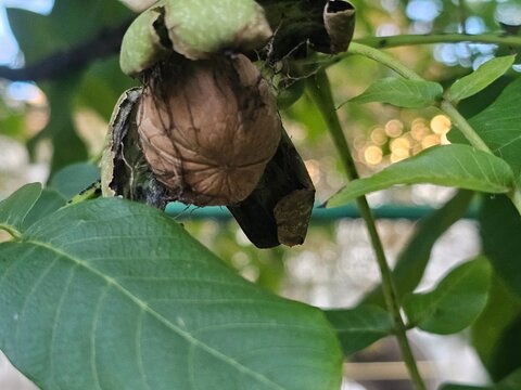 Nut on tree