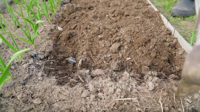 Digging garden bed with shovel next to growing garlic close-up. Loose soil and green sprouts in vegetable garden