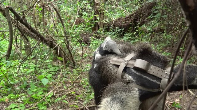 Wildlife of Argentina giant anteater mother and baby in Ibera wetlands