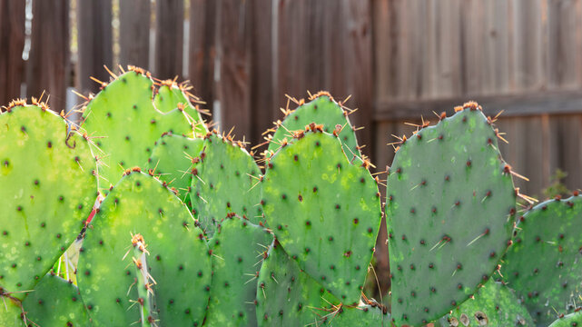 Close up of Opuntia Orbicular  Salm cactus or nopales growing alone in rural areas growing near the wood fence. Horizontal frame.