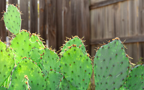 Close up of Opuntia Orbicular  Salm cactus or nopales growing alone in rural areas growing near the wood fence. Horizontal frame.