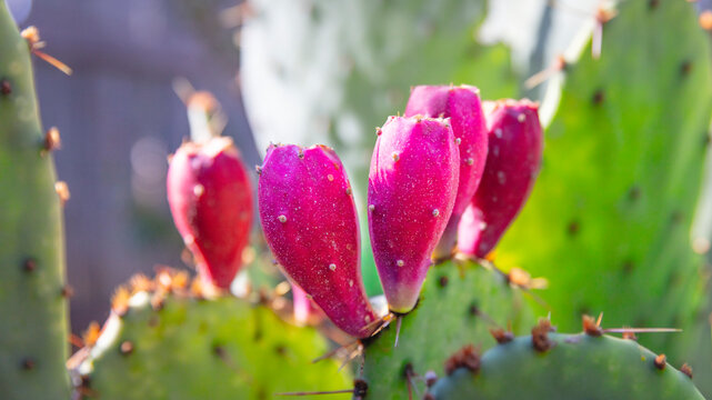 Close up of Opuntia Orbicular  Salm pink prickly pear fruit cactus spines Horizontal frame. Macro shot. Horizontal frame.