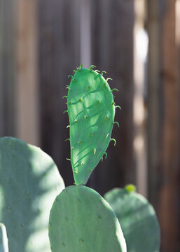Close up of Opuntia Ficus Indica  cactus or nopales growing alone in rural areas growing near the wood fence. Vertical frame.