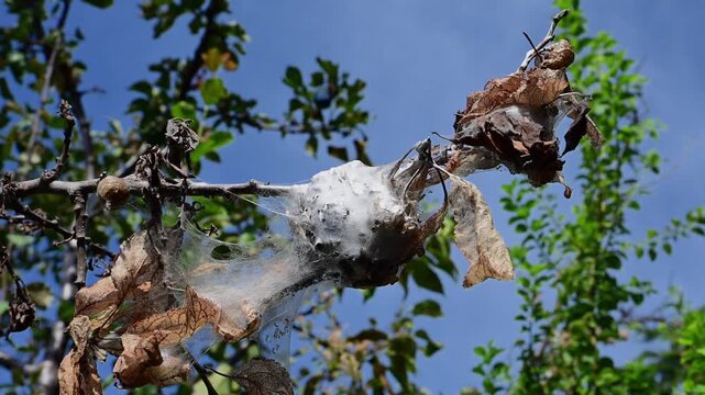 A dense silk tent caterpillar nest encases dried leaves and branches on a fruit tree under a bright blue sky.