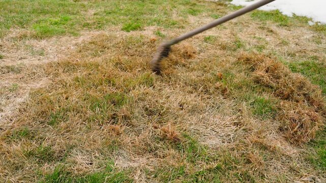 Raking dry grass from lawn with fan rake in spring. Removing thatch and dead grass from turf close-up