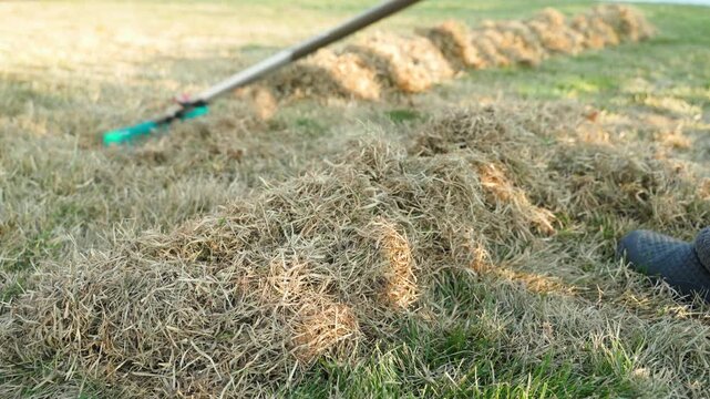 Rows of raked dry grass on lawn with fan rake close-up. Gathering thatch into piles during spring lawn cleaning