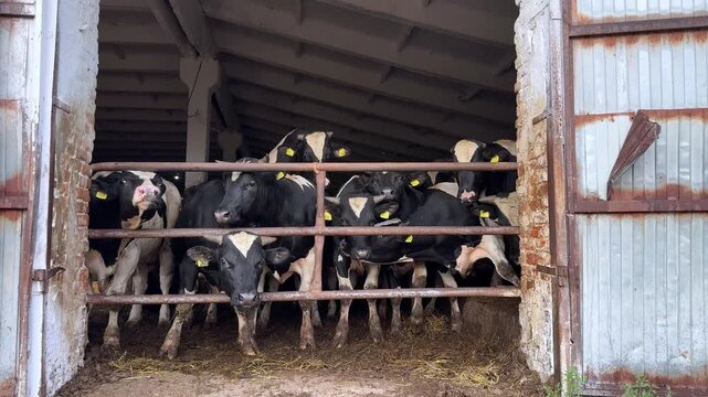 Group of black and white dairy cows standing behind a metal gate inside a barn, with visible straw on the ground and rustic wooden walls in the background