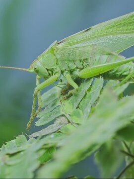 Large female vivid green bush-cricket (long-winged form) clinging to fresh green fern branches in blurred background. Close-up of big vibrant green grasshopper sit on leaf of Pteridophytes