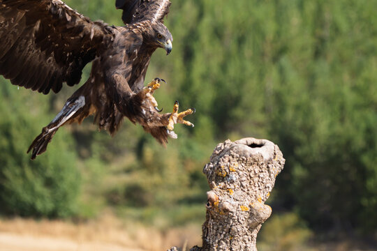 Close-up of a wild Golden Eagle (Aquila chrysaetos) with extended talons preparing to land