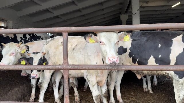 Group of dairy cows with yellow ear tags standing behind a metal fence inside a barn, showcasing their distinct black and white patterns in a traditional farming setting