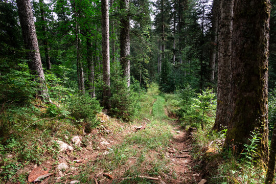 Arbres dans la for&ecirc;t du Jura, pr&egrave;s de Pontarlier - France
