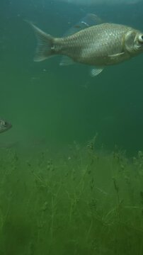 Wild crucian carp (Carassius carassius) and common rudd (Scardinius erythrophthalmus) fishes swimming in green murky water above dense field of submerged chara algae (Chara vulgaris) in swamp