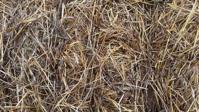 Close-up of straw texture showing layers and colors, highlighting the natural fibers in an agricultural setting with a focus on the organic material's details