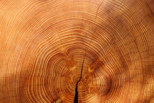 Detailed wood cross section texture showing annual tree growth rings and crack