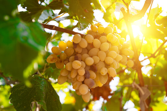 Close-up bunch of ripe white grapes with sunburst.