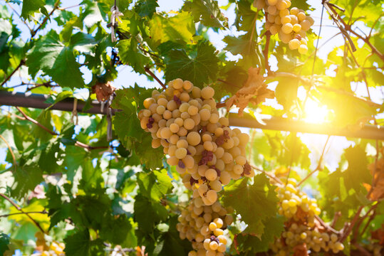 Close-up bunch of ripe white grapes with sunburst.