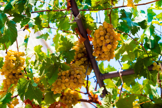 Ripe white grapes hanging on trellis in vineyard.