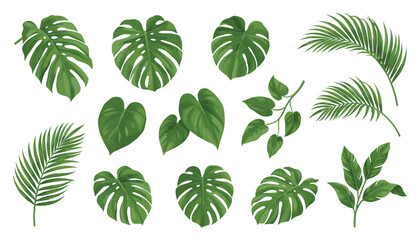 Tropical Green Leaf Collection with Monstera, Palm Fronds, Heart Shaped Leaves, Vines, and Botanical Foliage for Nature Designs © Madhobe
