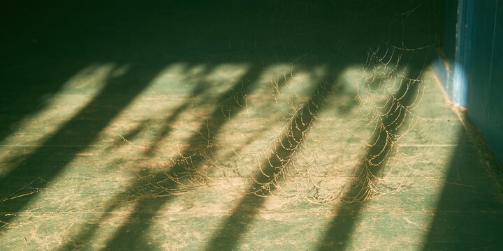 Spider web with glistening dew drops casting lace-like shadows on a teal barn floor, illuminated by soft morning light for quiet atmosphere