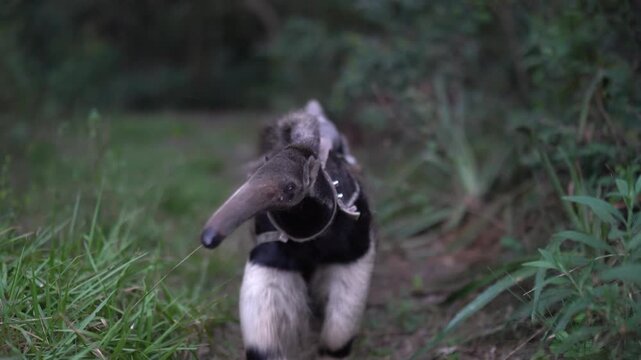 Giant anteater with baby on back walking through South American grassland