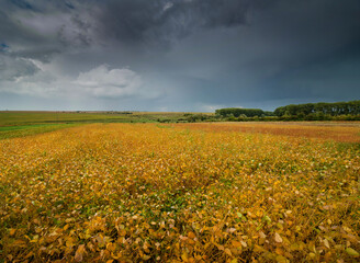 a field of soybeans with yellowish leaves before harvest under dark storm sky