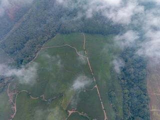 Misty clouds drift over lush green hills. Treetops rise like emerald waves beyond the mist at Wonosari Tea Plantation © Cloudyew