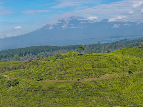 Lush Kertowono tea plantation covers rolling hills beneath cloud covered Mount Semeru in East Java, Indonesia.