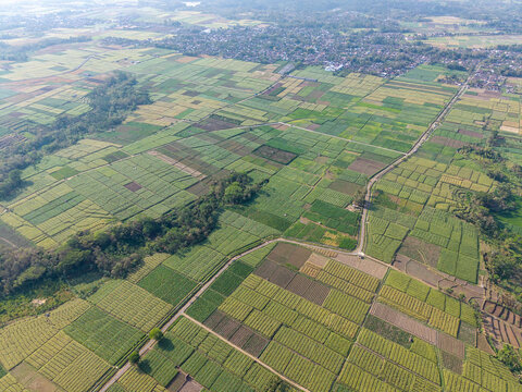 Aerial view of vibrant, patchwork farmland. Green fields stretch across the landscape at Sumberpucung, Malang
