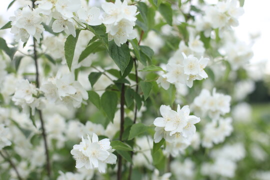 a white fragrant jasmine flowers garden jasmine flowers blooming tree. Blooming jasmine shrub on summer day. Blossoming Jasmine flowers in spring garden. Beauty in nature.