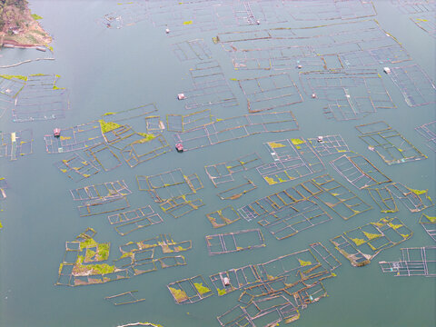 Aerial view of vast fish farming arrays. Green water holds rows of cages and nets at Waduk Karangkates