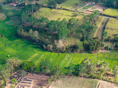 Lush green fields stretch across rolling hills. Trees line the edges of cultivated plots in Indonesia