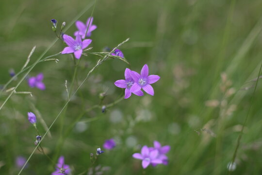 Beautiful close-up image of fresh green grass with flowers in natural meadow on warm summer morning with blurred background.