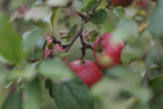 fresh red apple hanging from tree branch in an orchard with green nature background. Ripe red apples hang heavily on the branches of an apple tree during the autumn harvest season.