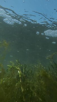 Underwater close up panorama in a swampy pond with aquatic plants: crinkled aponogeton, Aponogeton crispus, and Elodea. Tiny protozoa and plankton microorganisms drift in murky water with sunbeams