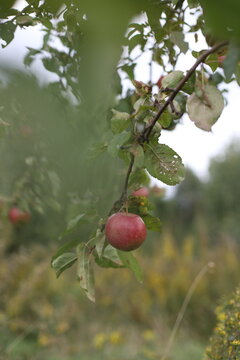 fresh red apple hanging from tree branch in an orchard with green nature background. Ripe red apples hang heavily on the branches of an apple tree during the autumn harvest season.