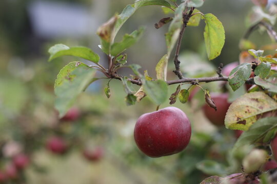 fresh red apple hanging from tree branch in an orchard with green nature background. Ripe red apples hang heavily on the branches of an apple tree during the autumn harvest season.