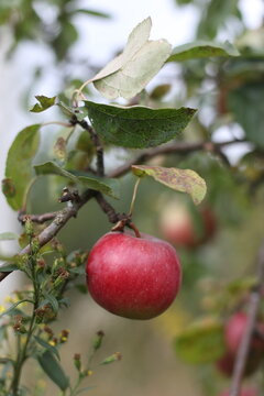 fresh red apple hanging from tree branch in an orchard with green nature background. Ripe red apples hang heavily on the branches of an apple tree during the autumn harvest season.