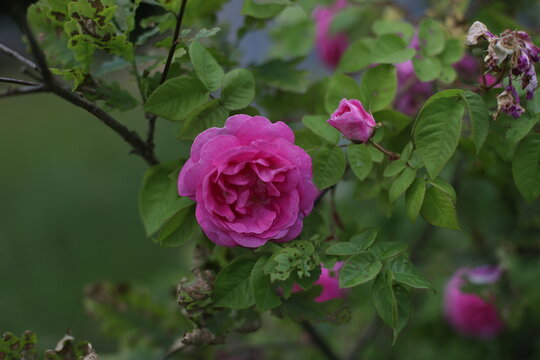 rose flower, surrounded by many unopened buds with green leaves in summer, macro photography, selective focus. Rosehip tree and flower