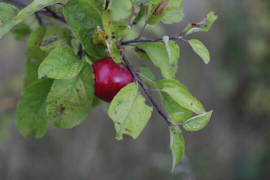 fresh red apple hanging from tree branch in an orchard with green nature background. Ripe red apples hang heavily on the branches of an apple tree during the autumn harvest season.