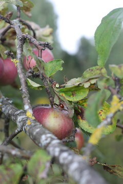 fresh red apple hanging from tree branch in an orchard with green nature background. Ripe red apples hang heavily on the branches of an apple tree during the autumn harvest season.