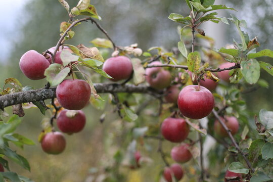 fresh red apple hanging from tree branch in an orchard with green nature background. Ripe red apples hang heavily on the branches of an apple tree during the autumn harvest season.