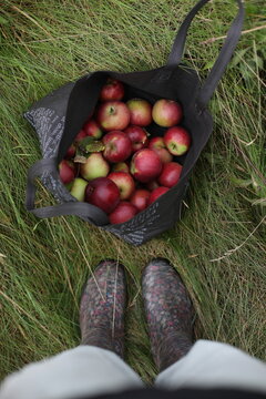 Top view on woman legs in grey rubber boots and a bag with red ripe apples by green grass background of autumn garden orchard. Natural agricultural concept, autumn harvest, rural countryside landscape