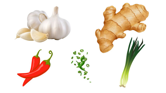 Fresh aromatic spices illustration set, garlic bulbs and ginger root icons, red chili peppers and green onions for culinary design