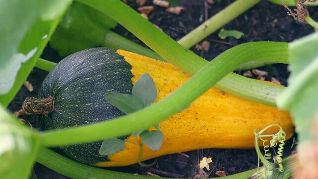 A vibrant squash develops amongst green leaves and soil. This shot shows the natural growth of a healthy vegetable.