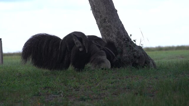 Giant anteater mother with baby riding on her back walking through grassland in Ibera Argentina