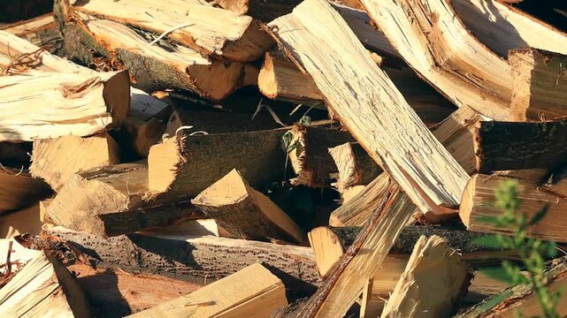 A pile of freshly cut wood sits bathed in warm, natural light. The scene showcases raw timber and its texture.